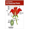 The Physiology Of Flowering Plants 